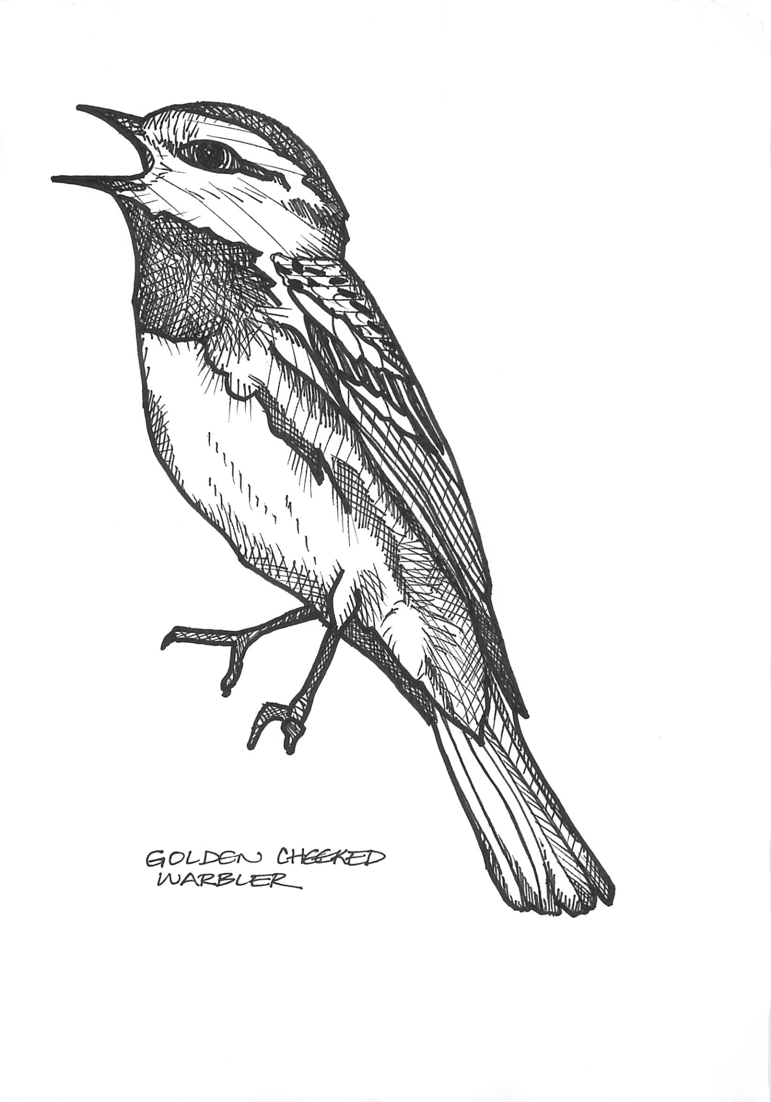 Golden Cheeked Warbler – Deborah Kruger