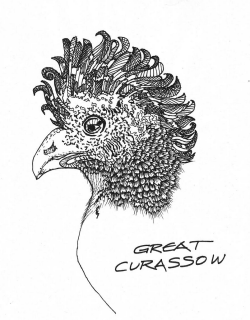 Great Currasow without line