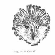 H Phillipine Eagle.Pithecophaga Jefferyi