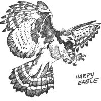 Harpy Eagle