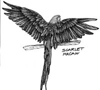 SCARLET MACAW(1)