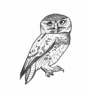 V Forest Owlet.Athene Blewitti