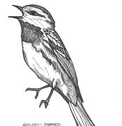 V Golden Cheeked Warbler. Setophaga Chrysoparia